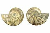 Cut & Polished, Agatized Ammonite Fossil - Madagascar #263303-1